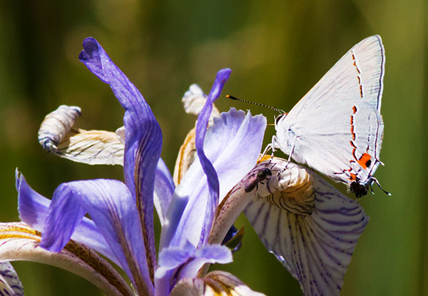 Gray Hairstreak Strymon melinus Butterfly