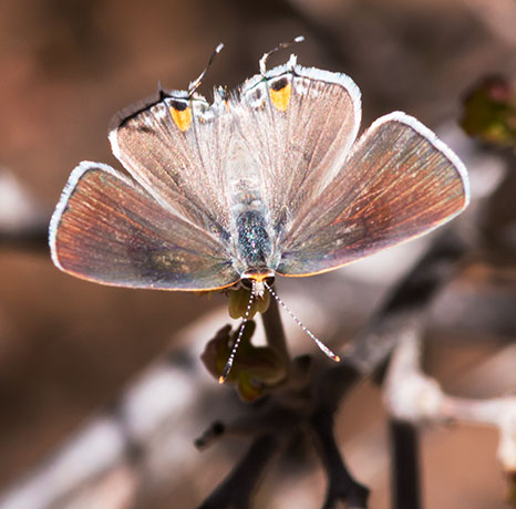 Gray Hairstreak Strymon melinus Butterfly
