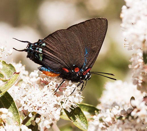Great Purple Hairstreak Atlicies halesus Butterfly