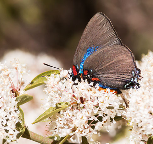 Great Purple Hairstreak Atlicies halesus Butterfly