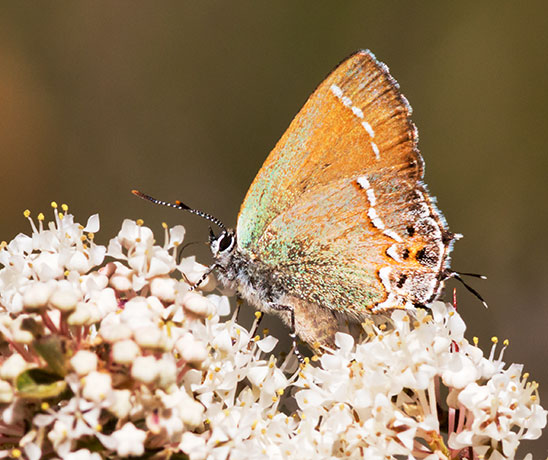 Siva Juniper Hairstreak Callophrys gryneus Butterfly