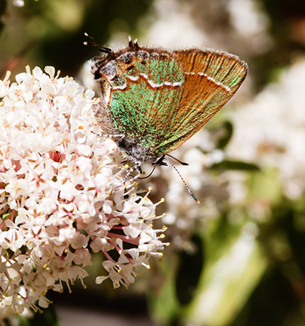 Siva Juniper Hairstreak Callophrys gryneus Butterfly