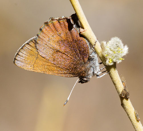 Brown Elfin Callophrys augustinus Butterfly