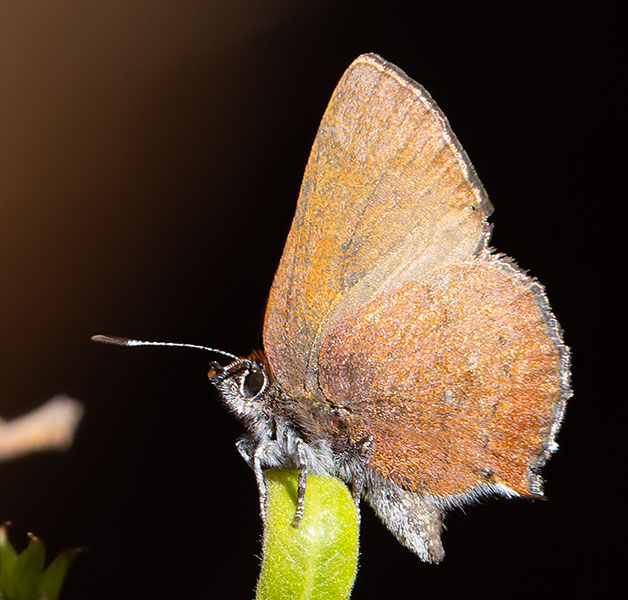 Brown Elfin Callophrys augustinus Butterfly