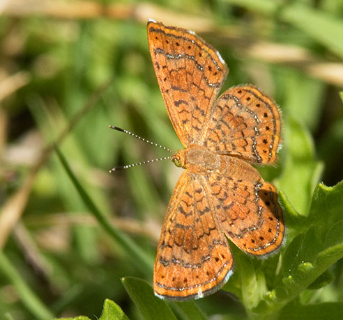 Arizona Metalmark Calephelis arizonensis Butterfly