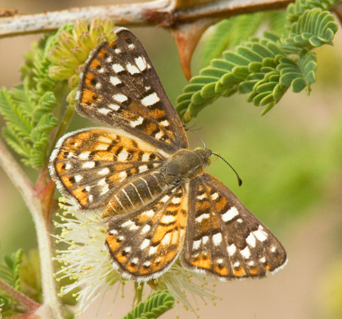 Palmer's Metalmark Apodemia palmeri Butterfly 