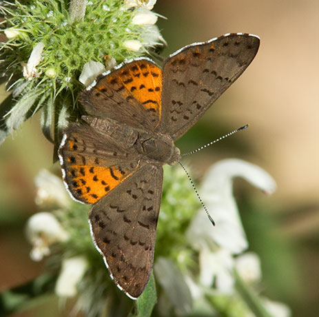 Ares Metalmark Emesis ares  Butterfly 