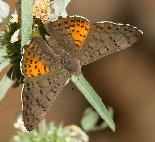 Ares Metalmark Emesis ares  Butterfly 