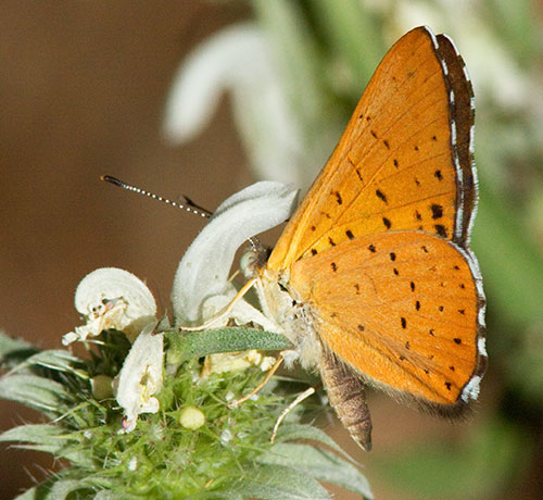 Ares Metalmark Emesis ares  Butterfly 