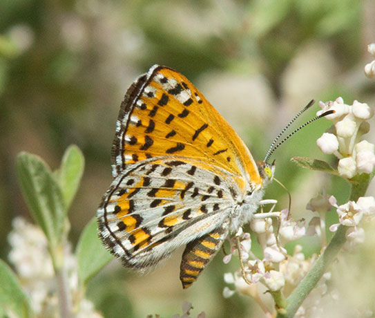 Nais Metalmark Apodemia nais   Butterfly 