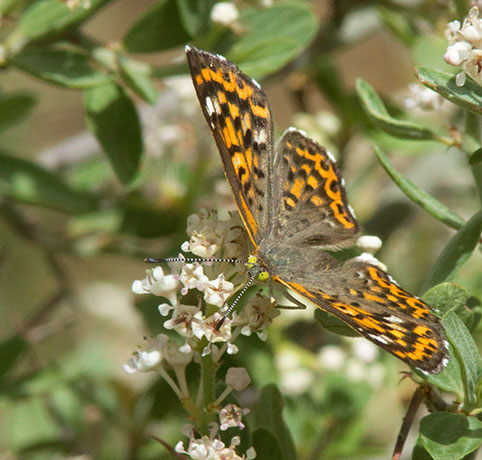 Nais Metalmark Apodemia nais   Butterfly 