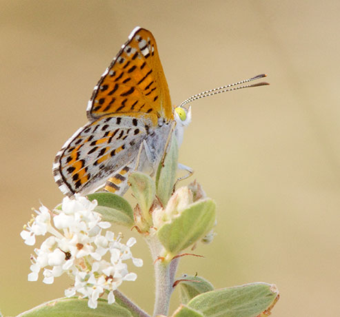 Nais Metalmark Apodemia nais   Butterfly 