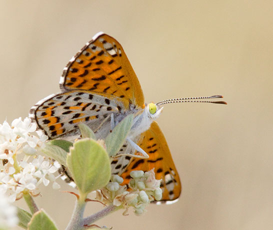 Nais Metalmark Apodemia nais   Butterfly 