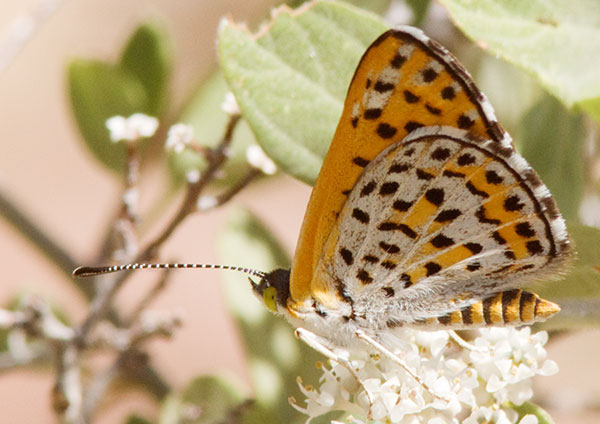 Nais Metalmark Apodemia nais   Butterfly 