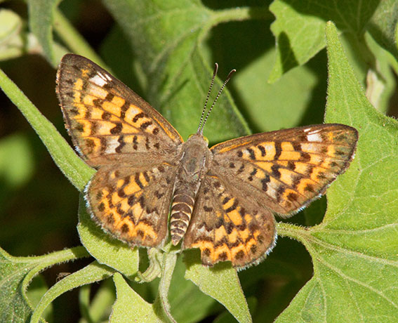Nais Metalmark Apodemia nais   Butterfly 