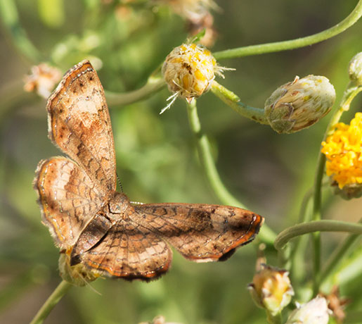 Arizona Metalmark Calephelis arizonensis Butterfly