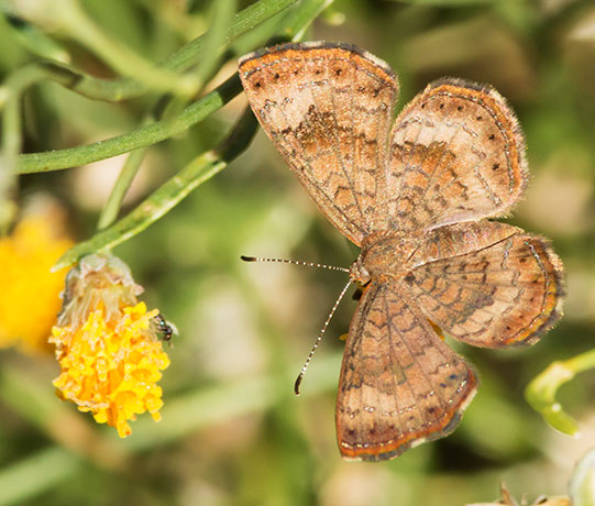 Arizona Metalmark Calephelis arizonensis Butterfly