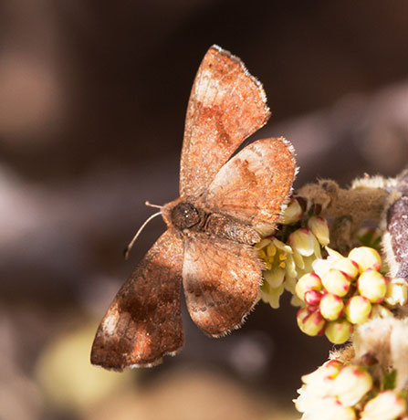 Fatal Metalmark Calephelis nemesis Butterfly