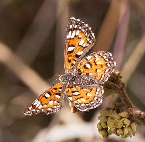 Mormon Metalmark Apodemia mormo Butterfly