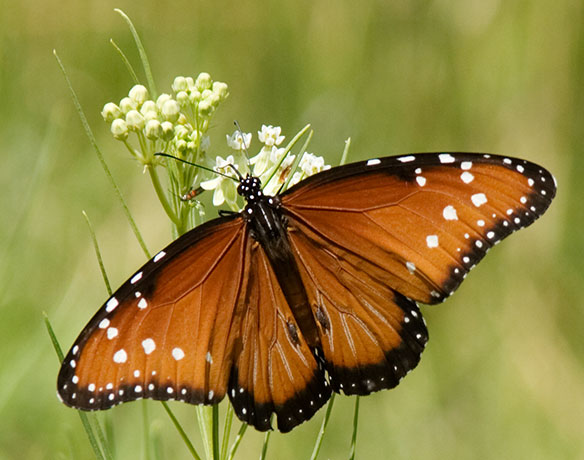 Queen Danaus gilippus Butterfly