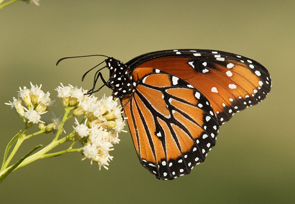 Queen Danaus gilippus Butterfly