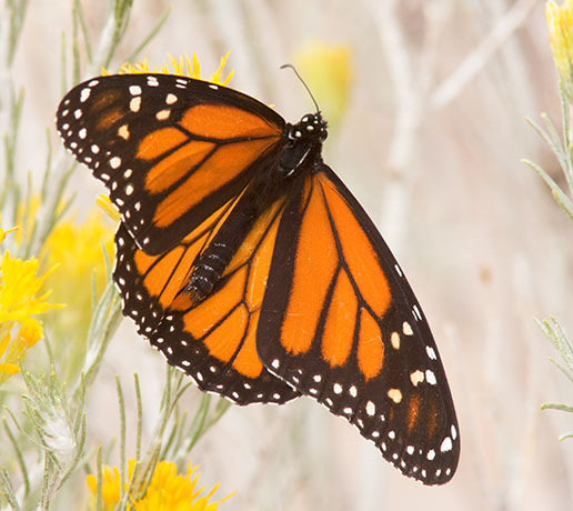 Monarch Danaus plexippus  Butterfly
