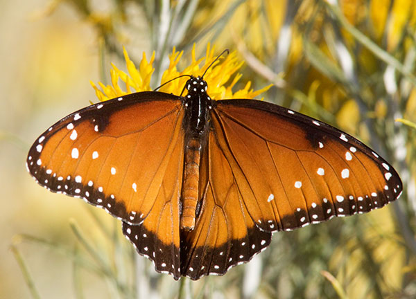 Queen Danaus gilippus Butterfly
