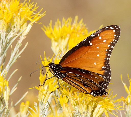 Queen Danaus gilippus Butterfly