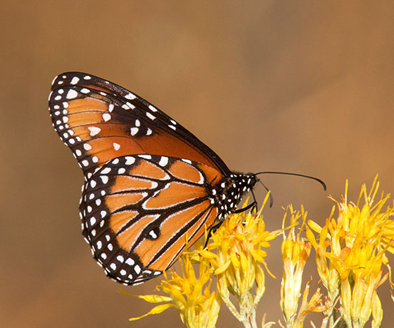 Queen Danaus gilippus Butterfly