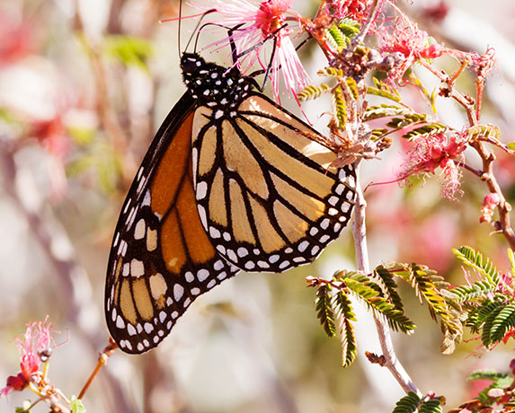 Monarch Danaus plexippus  Butterfly