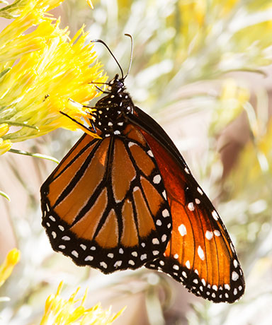 Monarch Danaus plexippus  Butterfly
