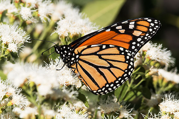 Monarch Danaus plexippus  Butterfly