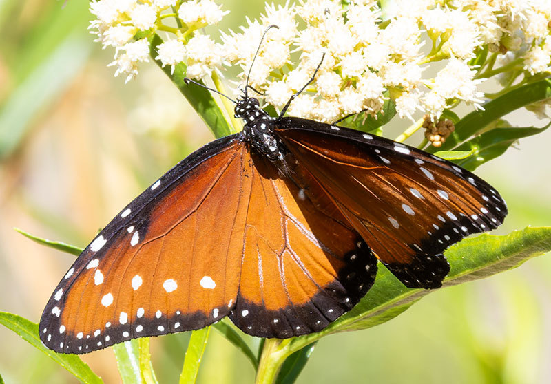 Queen Danaus gilippus Butterfly