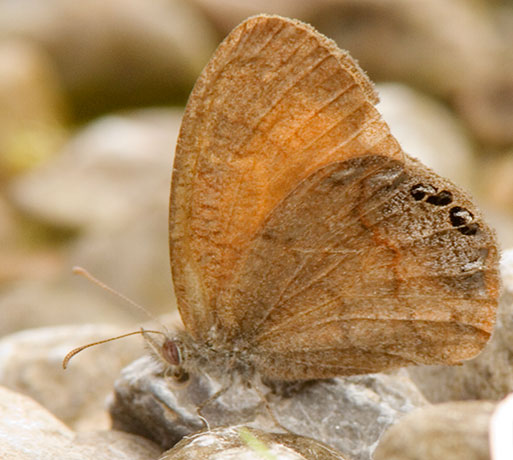 Canyonland Satyr Cyllopsis pertepida  Butterfly 