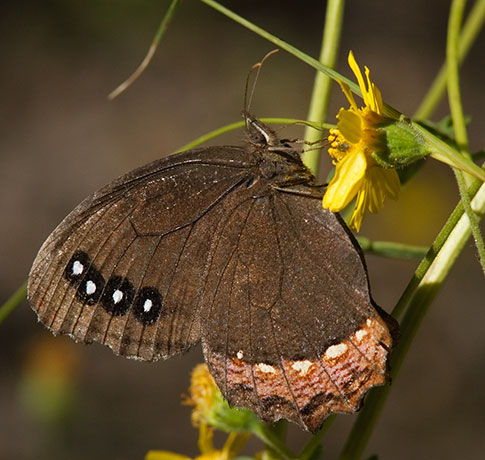 Red-bordered Satyr Gyrocheilus patrobas Butterfly