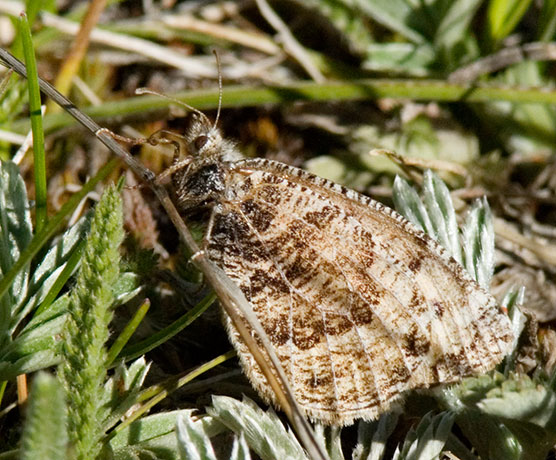 Alberta Arctic Oeneis alberta daura  Butterfly