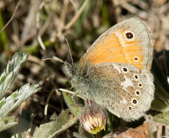 Common Ringlet Coenonympha tullia Butterfly