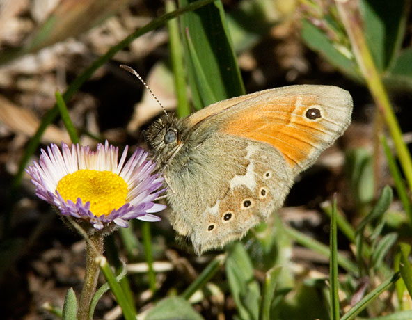 Common Ringlet Coenonympha tullia Butterfly