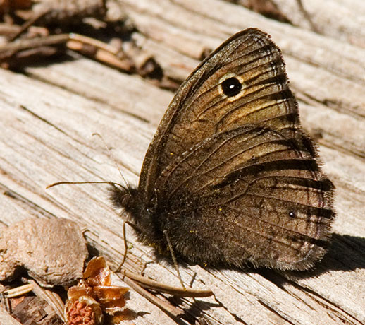 Small Wood-Nymph Cercyonis oetus  Butterfly
