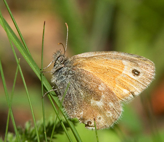 Common Ringlet Coenonympha tullia Butterfly