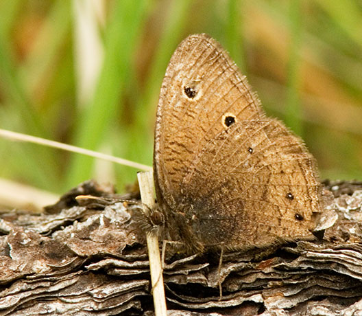 Small Wood-Nymph Cercyonis oetus  Butterfly