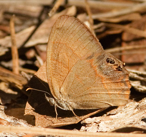 Nabokov's Satyr Cyllopsis pyracmon  Butterfly 