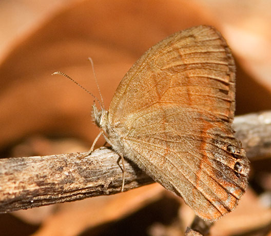 Nabokov's Satyr Cyllopsis pyracmon   Butterfly 