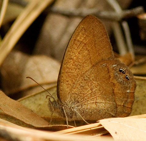Nabokov's Satyr Cyllopsis pyracmon  Butterfly 