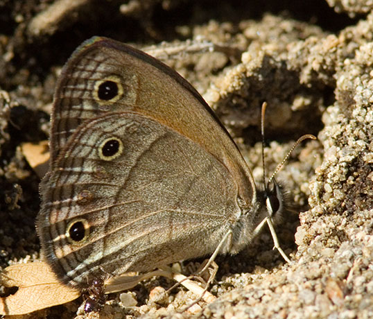 Red Satyr Megisto rubricat  Butterfly