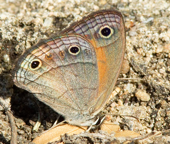 Red Satyr Megisto rubricat  Butterfly