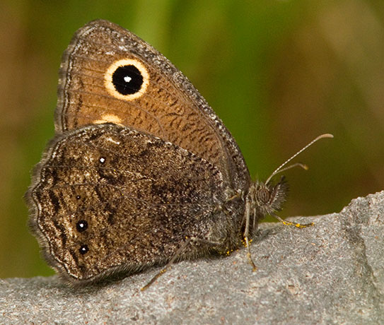 Small Wood-Nymph Cercyonis oetus  Butterfly