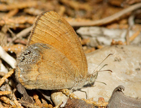Canyonland Satyr Cyllopsis pertepida  Butterfly 