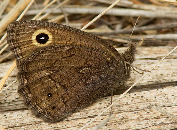 Small Wood-Nymph Cercyonis oetus  Butterfly
