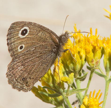 Small Wood-Nymph Cercyonis oetus  Butterfly